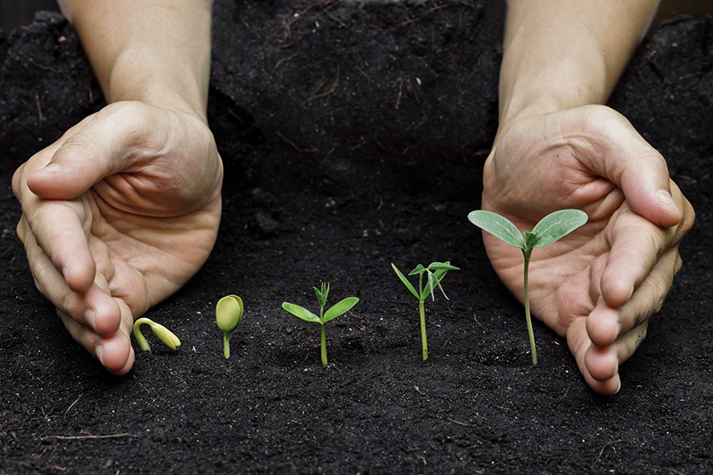 Hands protecting growing plants